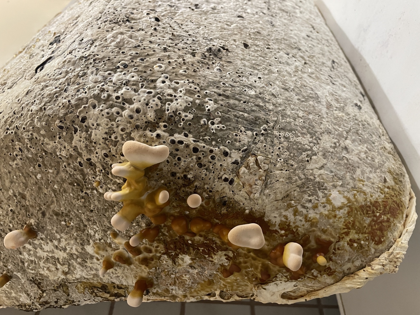 Réalisations — objet en mycélium, Fungimaker