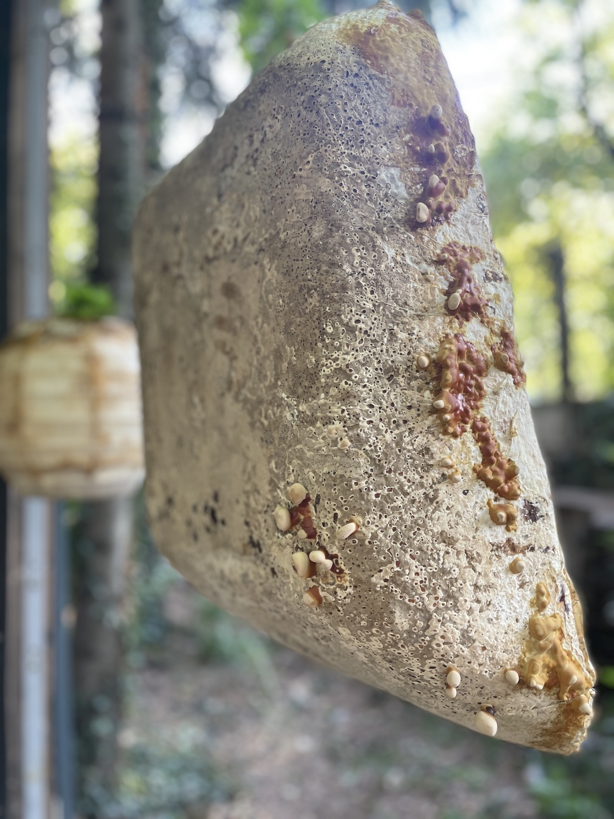 Réalisations — objet en mycélium, Fungimaker