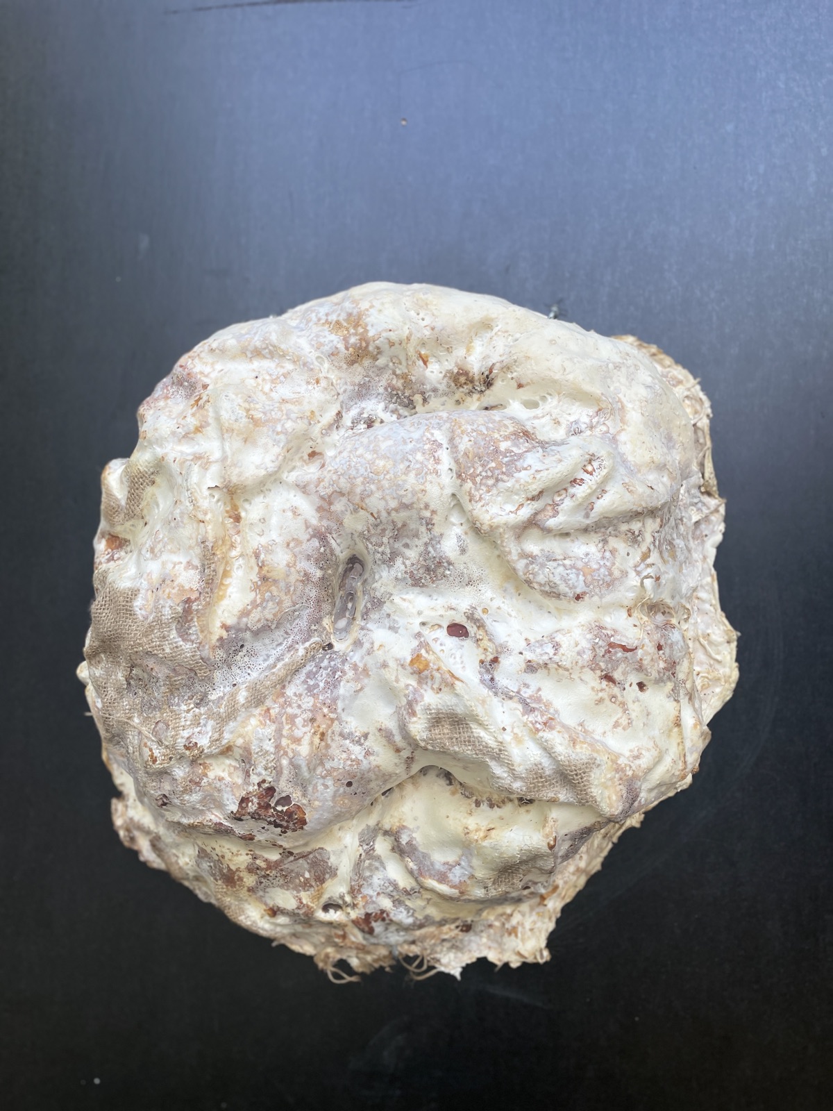 Réalisations — objet en mycélium, Fungimaker