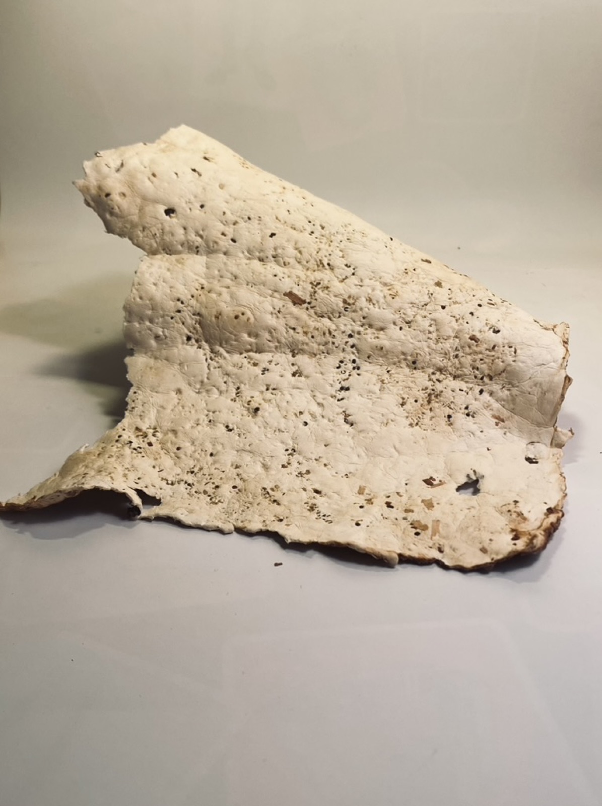 Réalisations — objet en mycélium, Fungimaker