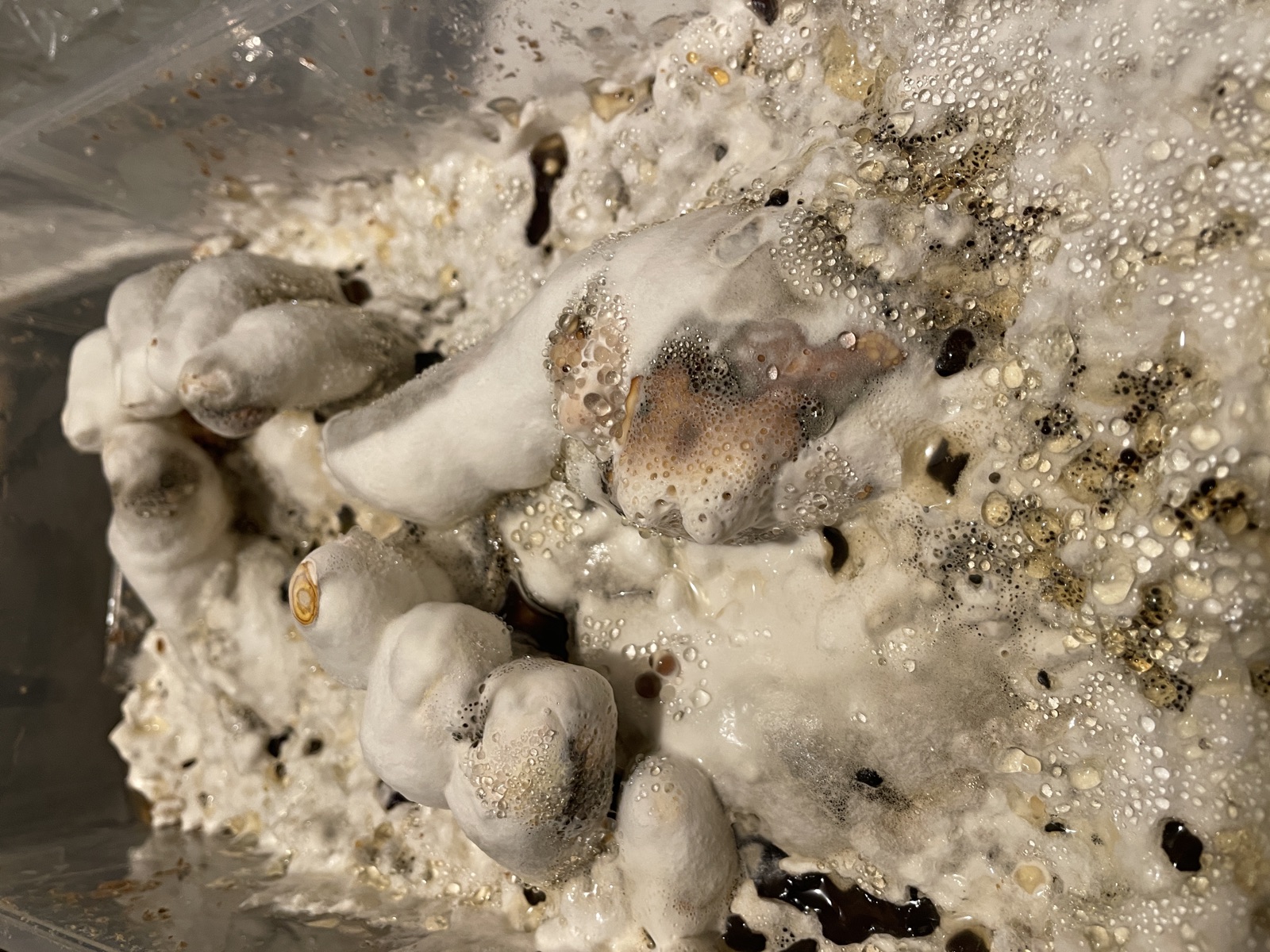 Réalisations — objet en mycélium, Fungimaker